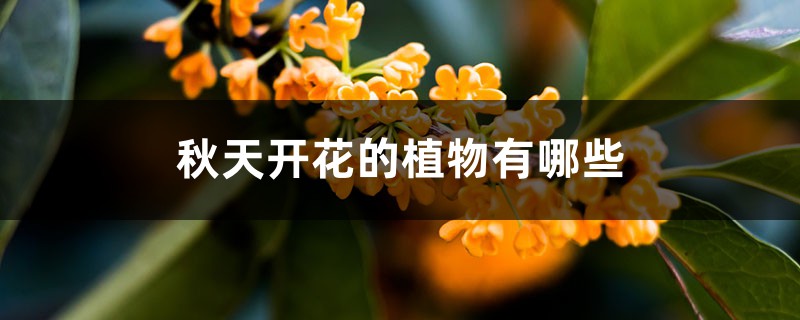 秋天开花的植物有哪些 秋天开花的植物有哪些