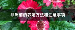 非洲菊的养殖方法和注意事项