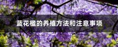 蓝花楹的养殖方法和注意事项