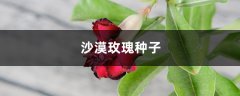 沙漠玫瑰种子