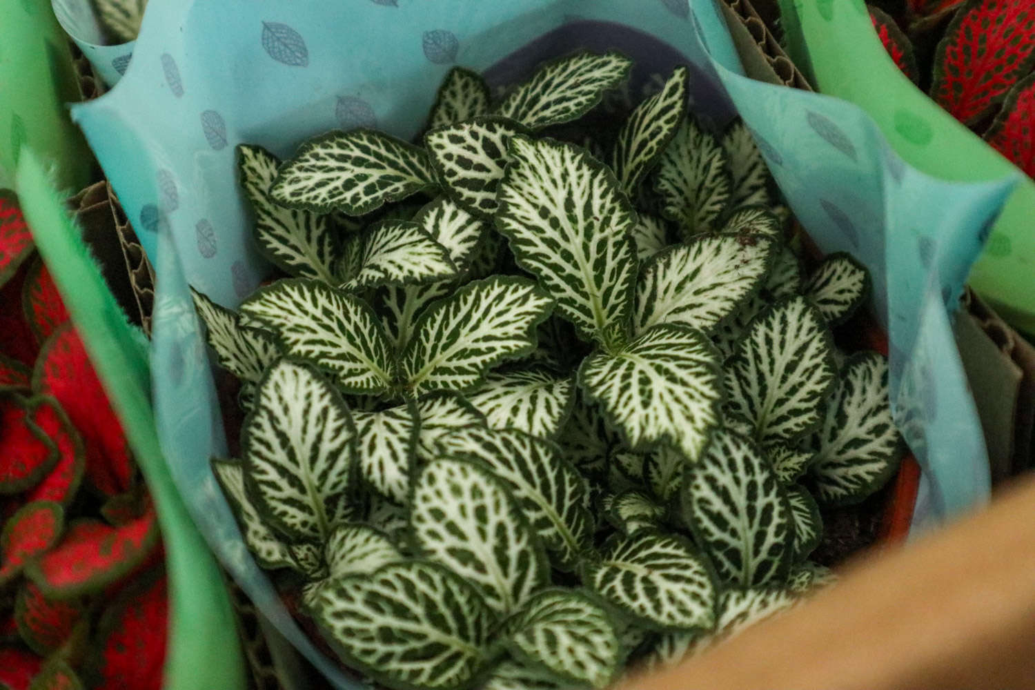 网纹草 网纹草