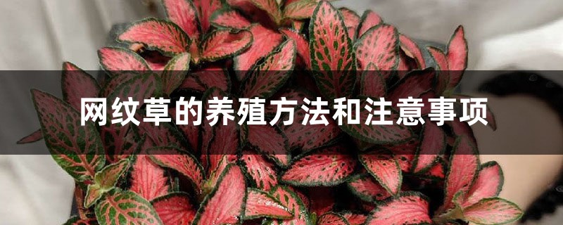 网纹草的养殖方法和注意事项 网纹草的养殖方法和注意事项