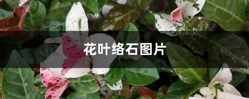 花叶络石图片 花叶络石图片