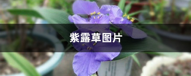 紫露草图片 紫露草图片