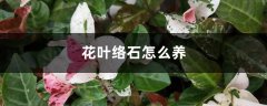 花叶络石怎么养