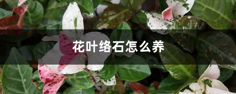 花叶络石怎么养 花叶络石怎么养