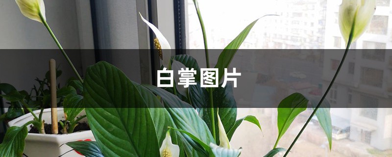 白掌图片 白掌图片