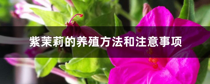 紫茉莉的养殖方法和注意事项 紫茉莉的养殖方法和注意事项