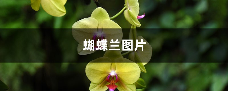 蝴蝶兰图片 蝴蝶兰图片