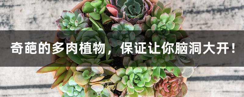 奇葩的多肉植物,保证让你脑洞大开! 奇葩的多肉植物,保证让你脑洞大开!