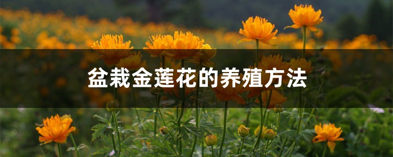 盆栽金莲花的养殖方法 盆栽金莲花的养殖方法