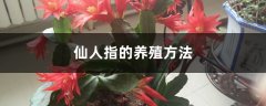 仙人指的养殖方法