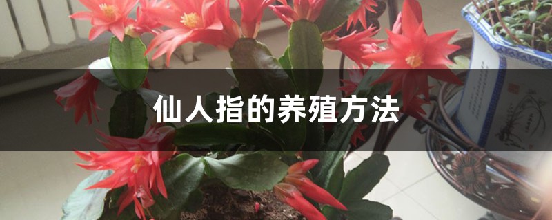 仙人指的养殖方法 仙人指的养殖方法
