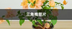 三角梅图片