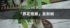 「养花视频」发财树