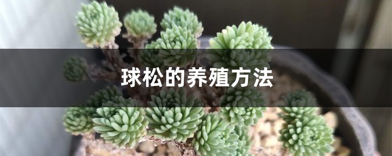 球松的养殖方法 球松的养殖方法