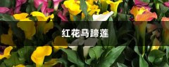 红花马蹄莲