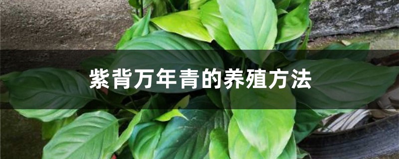 紫背万年青的养殖方法