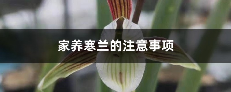 家养寒兰的注意事项 家养寒兰的注意事项