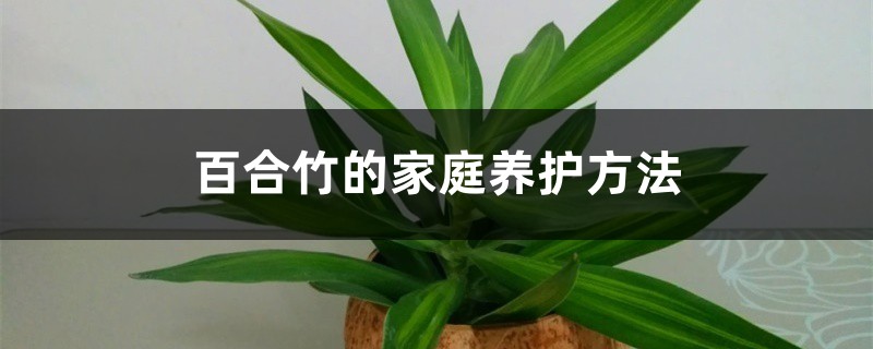 百合竹的家庭养护方法 百合竹的家庭养护方法