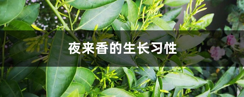 夜来香的生长习性 夜来香的生长习性