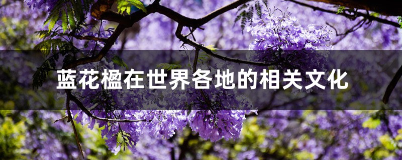 蓝花楹在世界各地的相关文化 蓝花楹在世界各地的相关文化