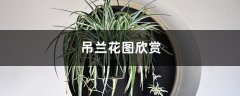 吊兰花图欣赏