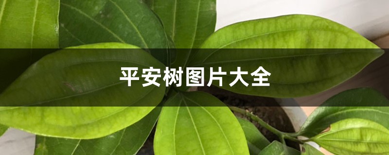 平安树图片大全 平安树图片大全