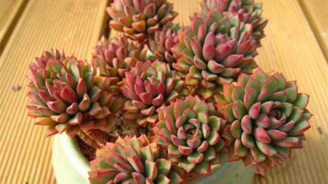 密叶莲的养护和繁殖方法 密叶莲的养护和繁殖方法