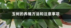 玉树的养殖方法和注意事项