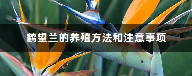 鹤望兰的养殖方法和注意事项 鹤望兰的养殖方法和注意事项