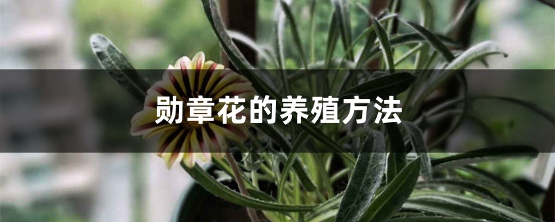 勋章花的养殖方法 勋章花的养殖方法