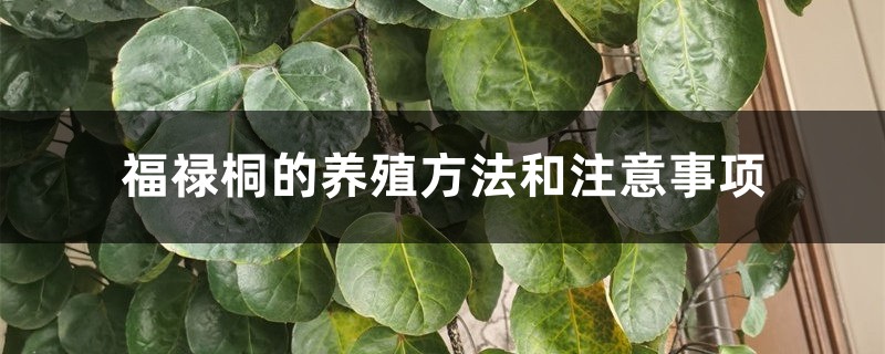 福禄桐的养殖方法和注意事项 福禄桐的养殖方法和注意事项