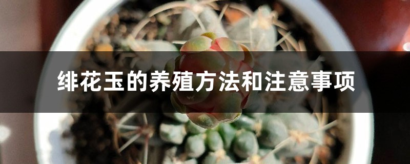 绯花玉的养殖方法和注意事项