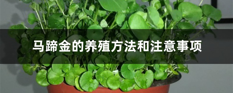 马蹄金的养殖方法和注意事项 马蹄金的养殖方法和注意事项