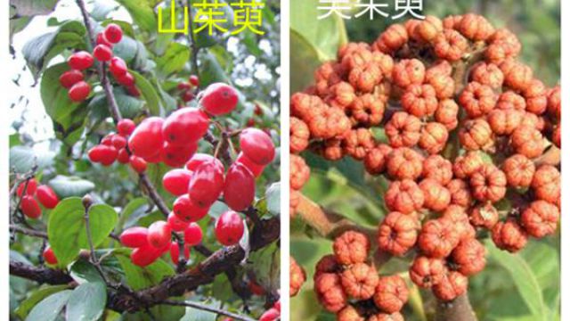 山茱萸和吴茱萸的区别 山茱萸和吴茱萸的区别
