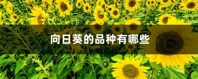 向日葵的品种有哪些 向日葵的品种有哪些