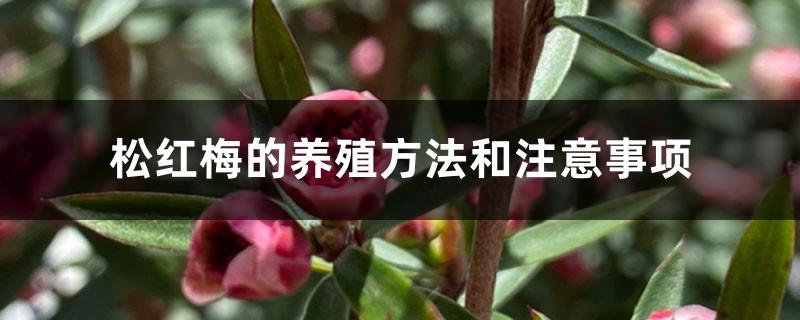 松红梅的养殖方法和注意事项 松红梅的养殖方法和注意事项