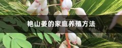 艳山姜的家庭养殖方法