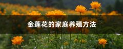 金莲花的家庭养殖方法