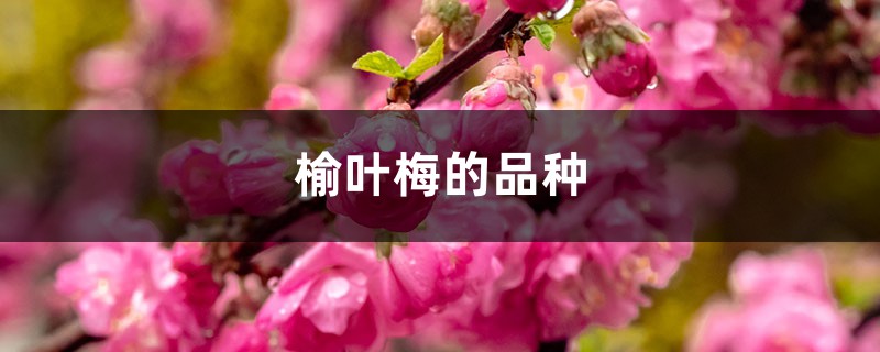榆叶梅的品种 榆叶梅的品种