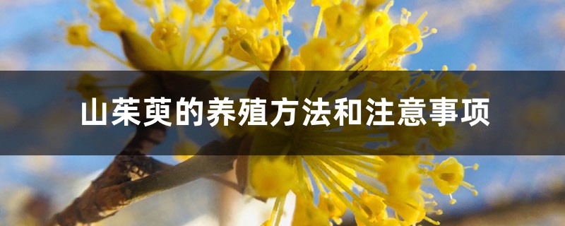 山茱萸的养殖方法和注意事项 山茱萸的养殖方法和注意事项
