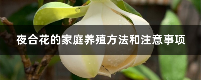 夜合花的家庭养殖方法和注意事项 夜合花的家庭养殖方法和注意事项