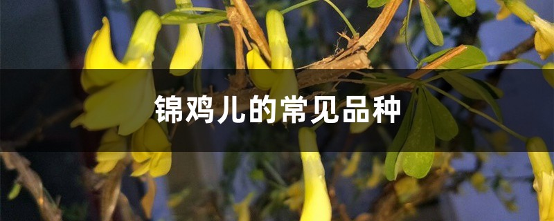 锦鸡儿的常见品种 锦鸡儿的常见品种