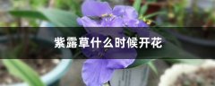 紫露草什么时候开花