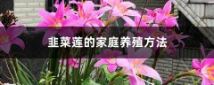 韭菜莲的家庭养殖方法