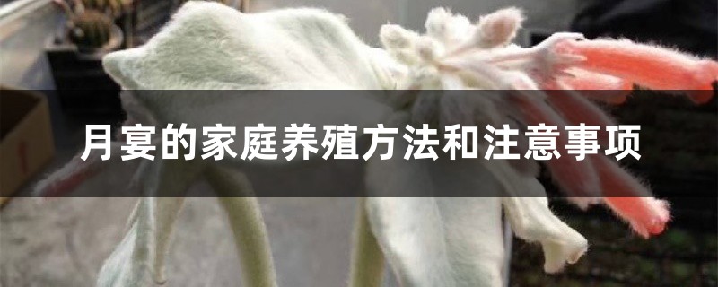 月宴的家庭养殖方法和注意事项 月宴的家庭养殖方法和注意事项