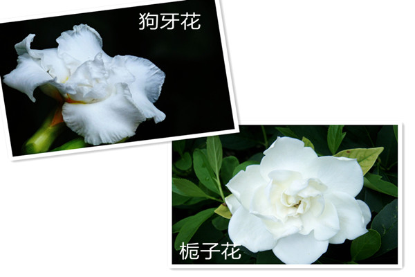 狗牙花和栀子花的区别 狗牙花和栀子花的区别