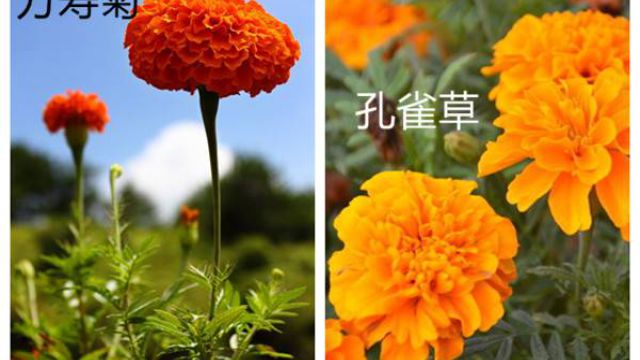 万寿菊和孔雀草的区别 万寿菊和孔雀草的区别