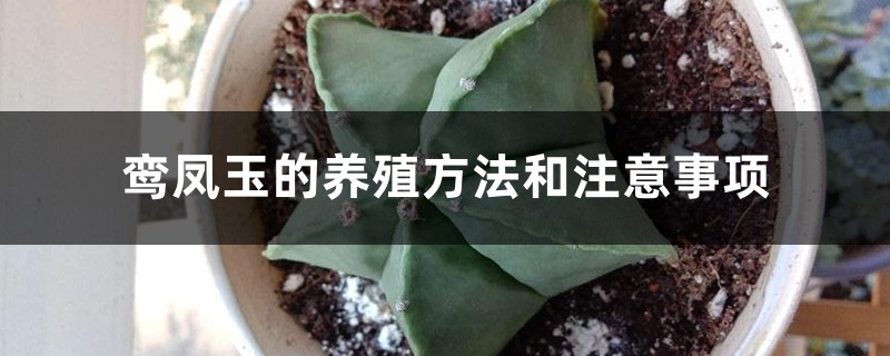鸾凤玉的养殖方法和注意事项 鸾凤玉的养殖方法和注意事项
